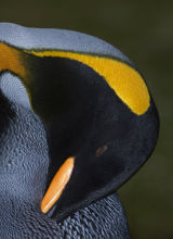 King Penguin 